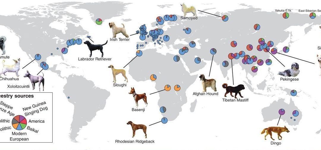 Origine e eredità genetica dei cani preistorici